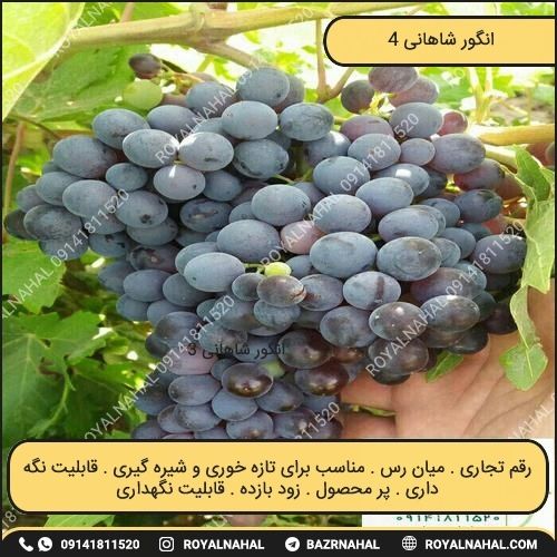 خرید نهال انگور شاهانی 4