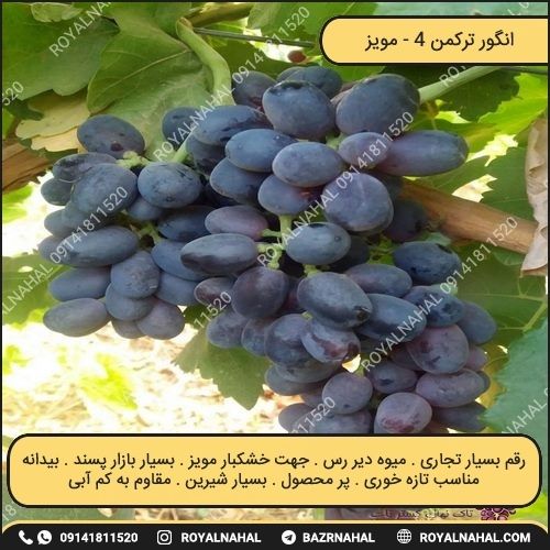 خرید نهال انگور ترکمن 4 