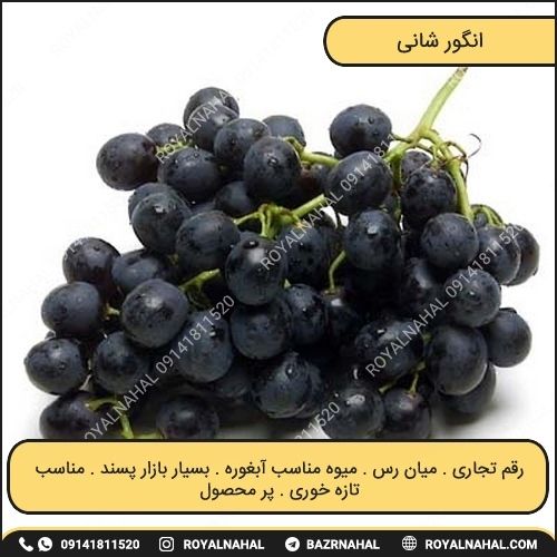 خرید نهال انگور شانی