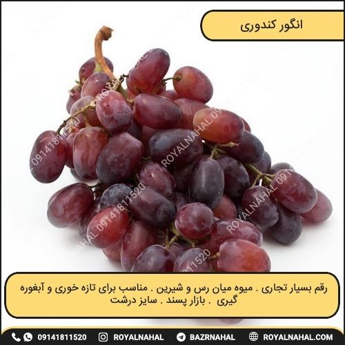 خرید نهال انگور کندوری 