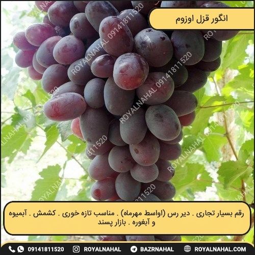 خرید نهال انگور قزل اوزوم 