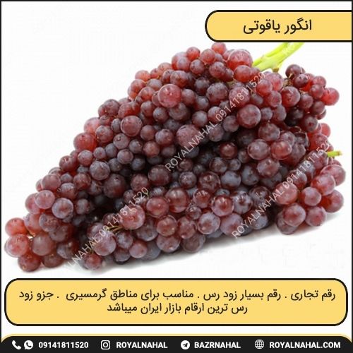 خرید نهال انگور یاقوتی
