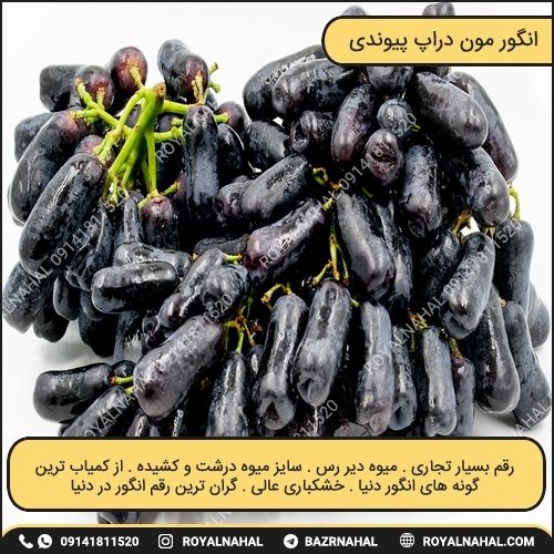 خرید نهال انگور مون دراپ پیوندی 