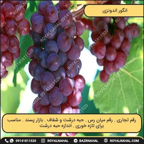 خرید نهال انگور اندونزی