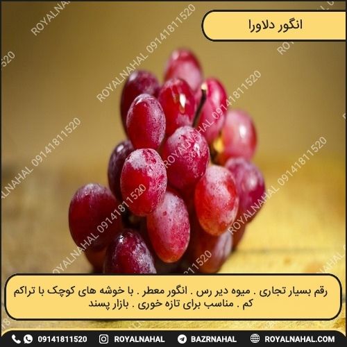 خرید نهال انگور دلاورا 