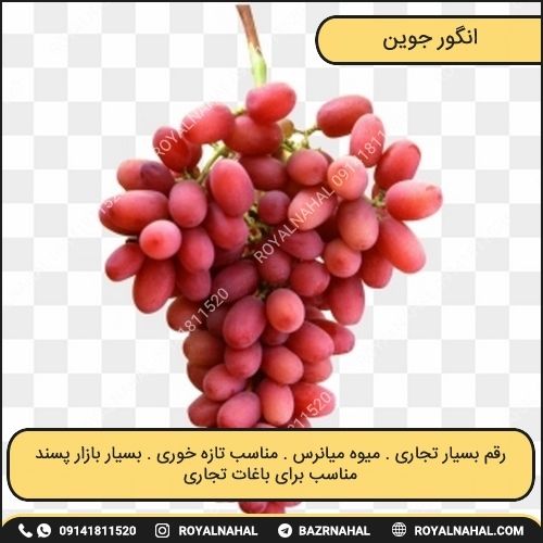 خرید نهال انگور جوین