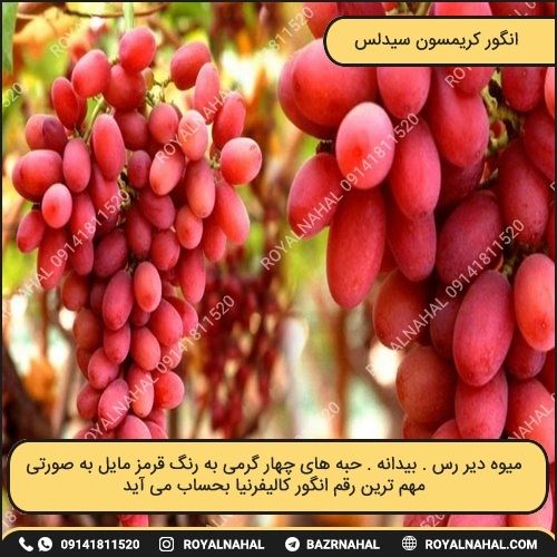 خرید نهال انگور کریمسون سیدلس 