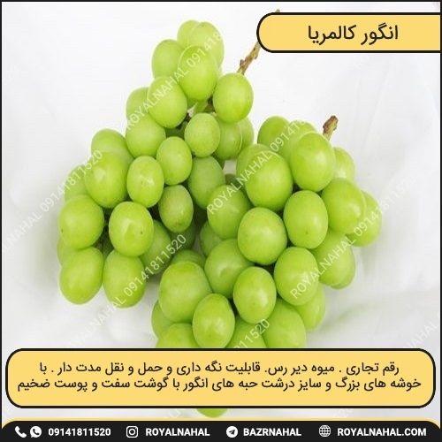 خرید نهال انگور کالمریا 