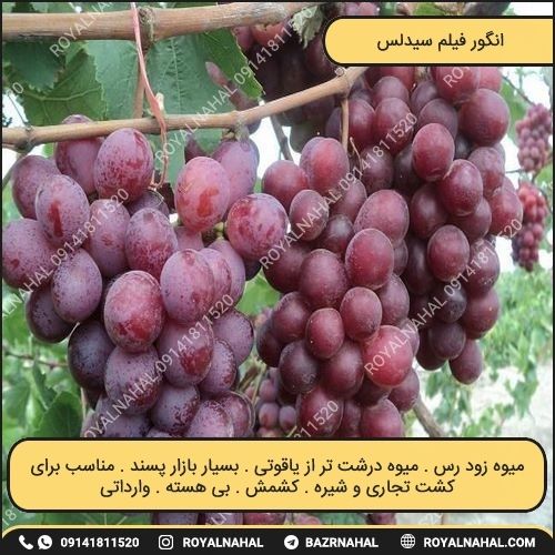 خرید نهال انگور فیلم سیدلس 
