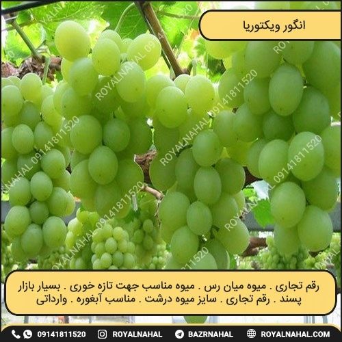 خرید نهال انگور ویکتوریا 