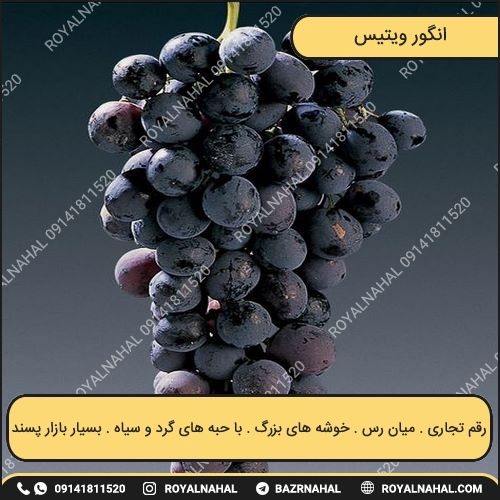 خرید نهال انگور ویتیس 
