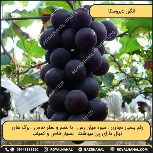 خرید نهال انگور لابروسکا 