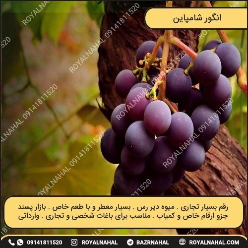 خرید نهال انگور شامپاین 
