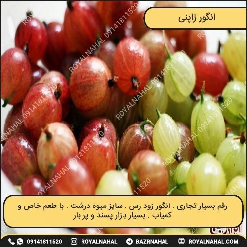خرید نهال انگور ژاپنی 