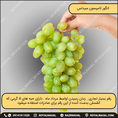 خرید نهال انگور تامپسون سیدلس 