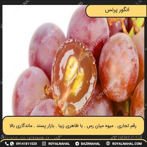 خرید نهال انگور پرنس