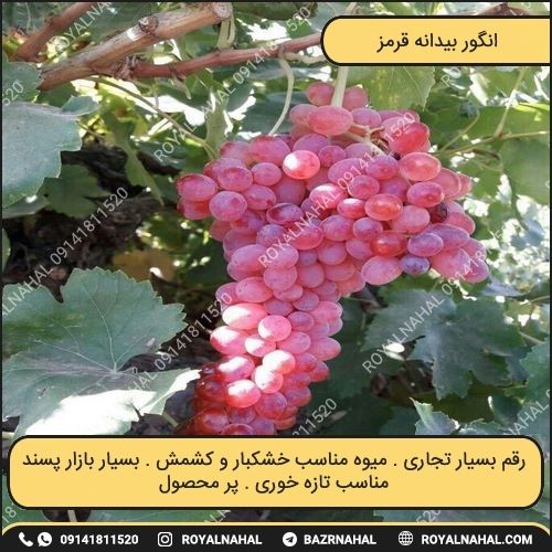 خرید نهال انگور بیدانه قرمز
