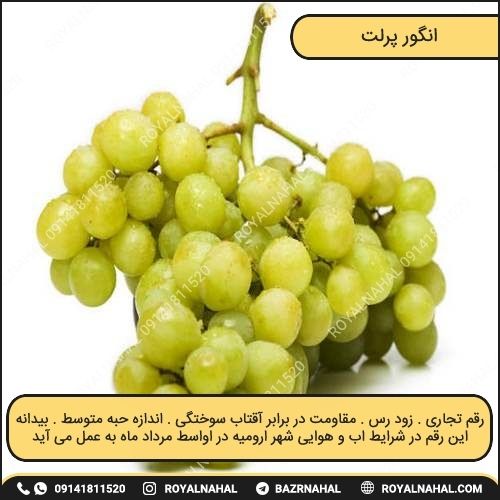 خرید نهال انگور پرلت 