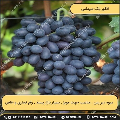 خرید نهال انگور بلک سیدلس 