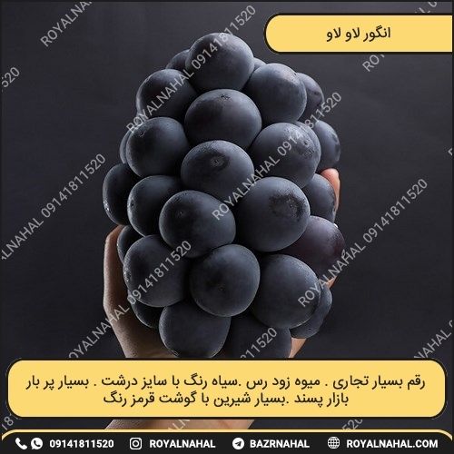 خرید نهال انگور لاو لاو (پیوندی)(وارداتی