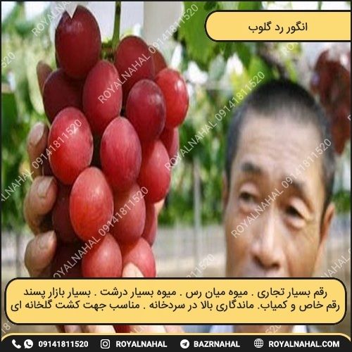خرید نهال انگور رد گلوب 