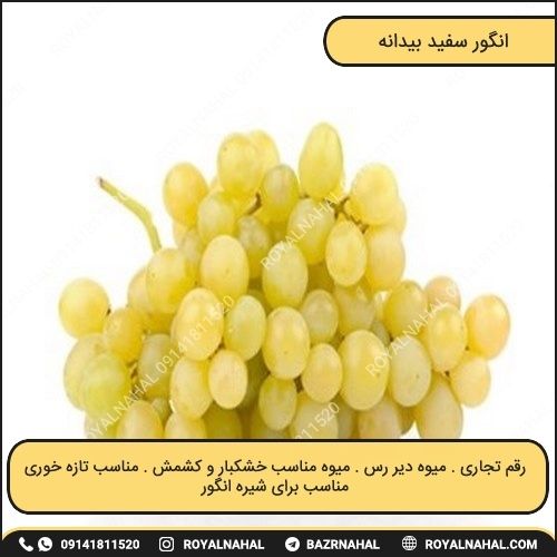 خرید نهال انگور سفید بیدانه