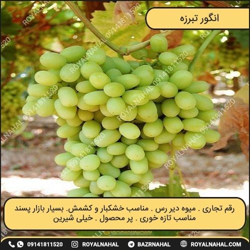 خرید نهال انگور تبرزه