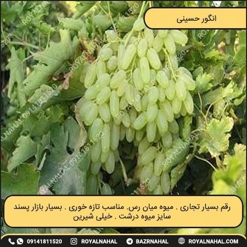 خرید نهال انگور حسینی 
