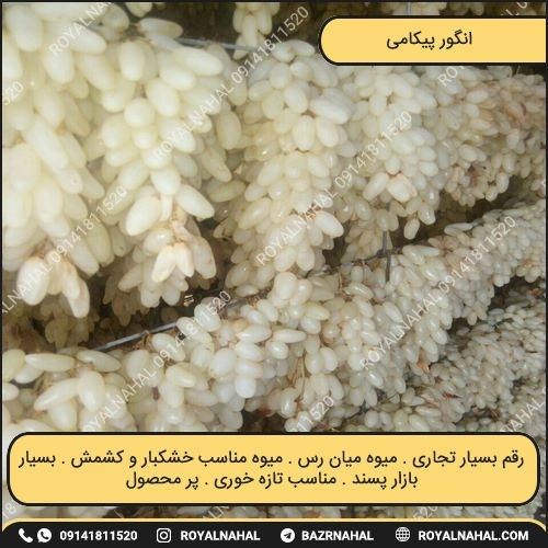 خرید نهال انگور پیکامی 