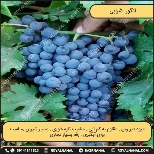خرید نهال انگور شرابی 