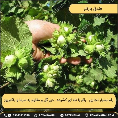 خرید نهال فندق باتلر