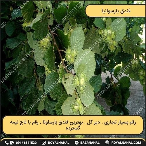 خرید نهال فندق بارسلونا