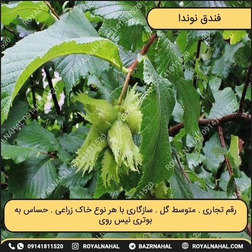 خرید نهال فندق توندا