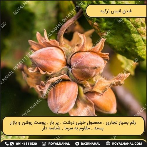 خرید نهال فندق انیس ترکیه 
