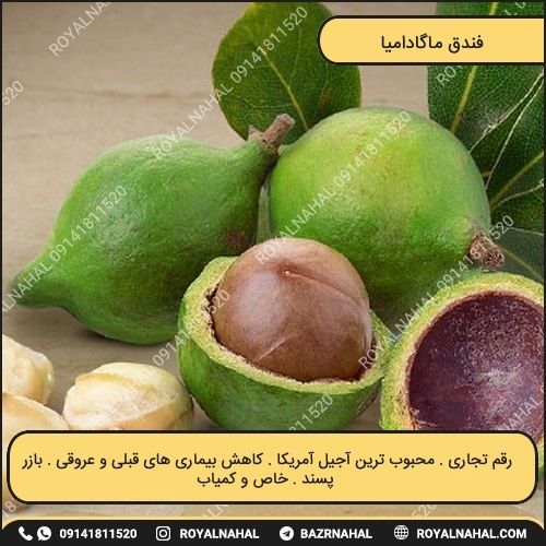 خرید نهال ماکادمیا