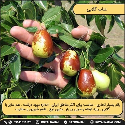 خرید نهال عناب گلابی