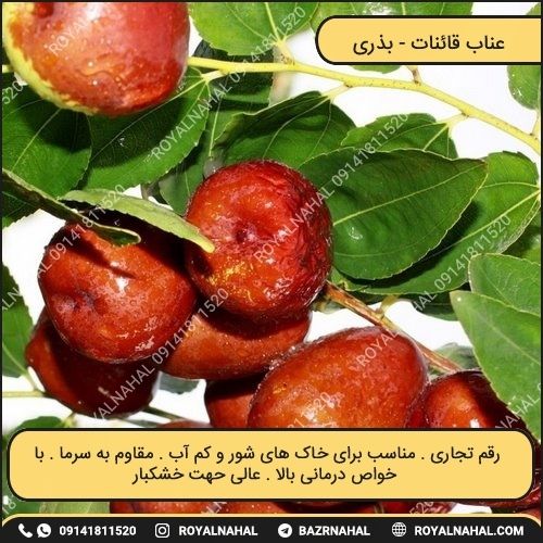 خرید نهال عناب قائنات 