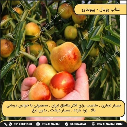 خرید نهال عناب رویال 