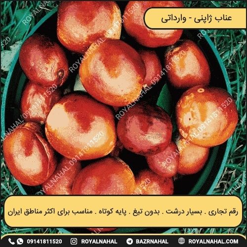 خرید نهال عناب ژاپنی 