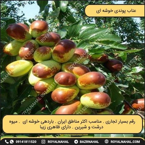 خرید نهال عناب پوندی خوشه ای 