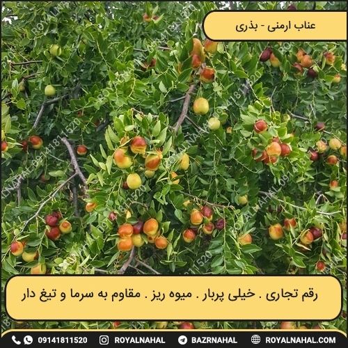 خرید نهال عناب ارمنی 