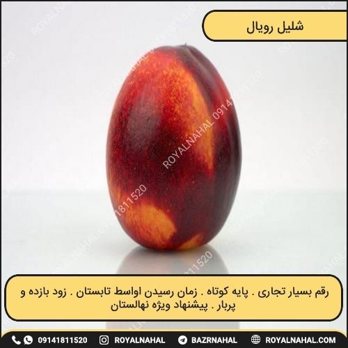 خرید نهال شلیل رویال 