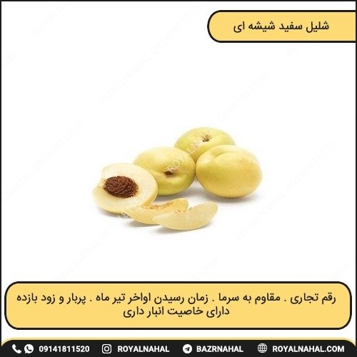خرید نهال شلیل سفید شیشه ای
