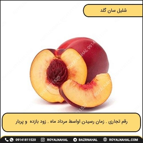 خرید نهال شلیل سان گلد