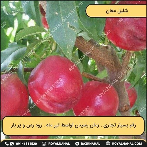 خرید نهال شلیل مغان