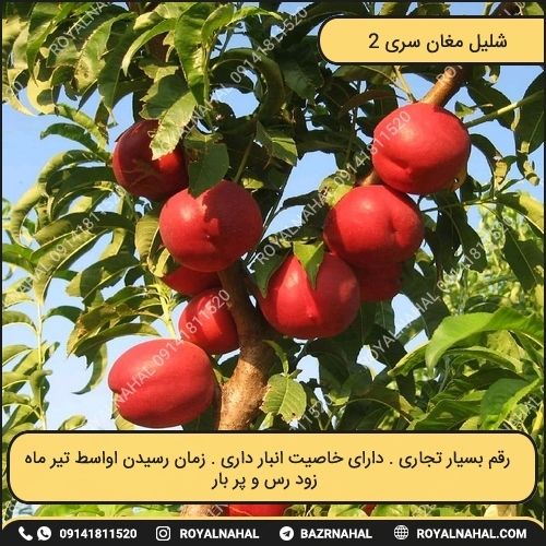 خرید نهال شلیل مغان سری 2