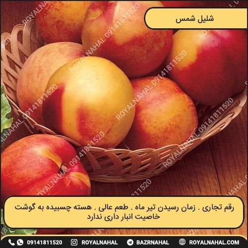 خرید نهال شلیل شمس