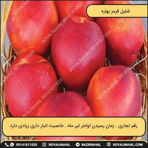 خرید نهال شلیل قرمز بهاره