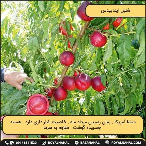 خرید نهال شلیل ایندیپدس