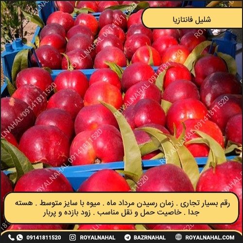 خرید نهال شلیل فانتازیا